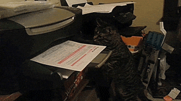 cat-destroyed-tl.gif