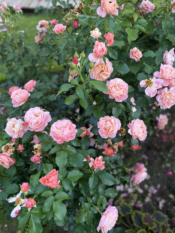 IMG_2327