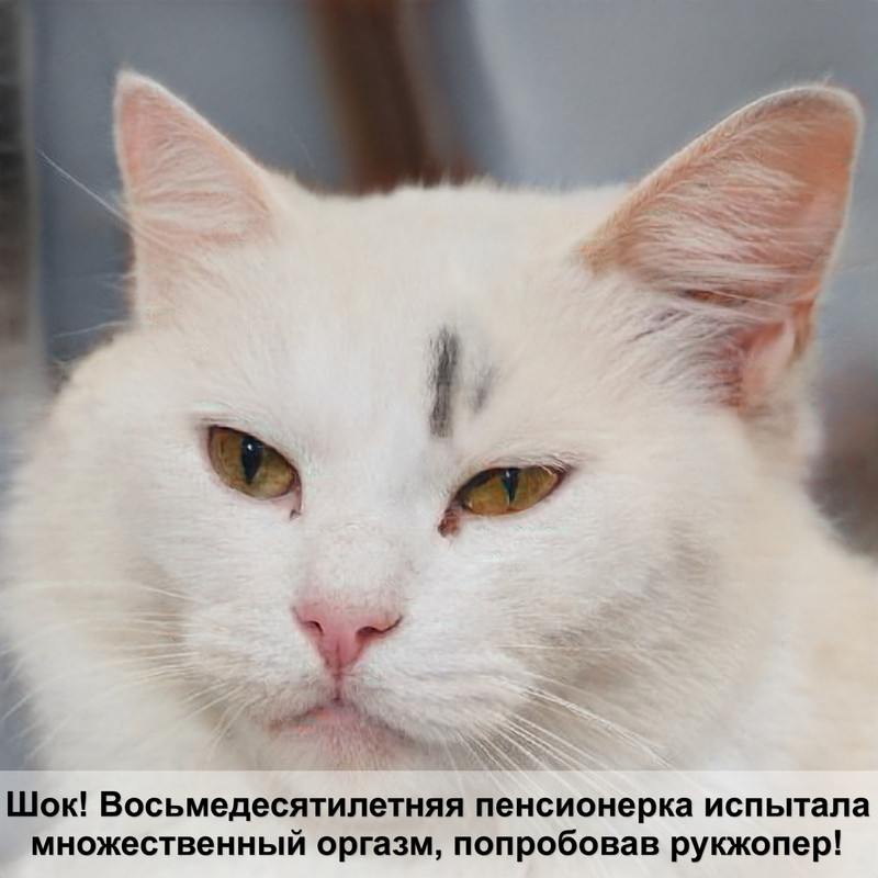 голубой окрас шотландских кошек