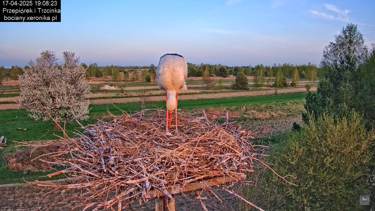 17042025bociany16