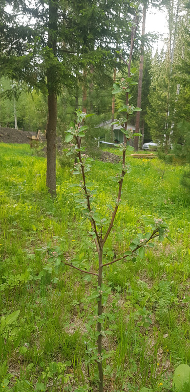 16857907152354554335753886134052