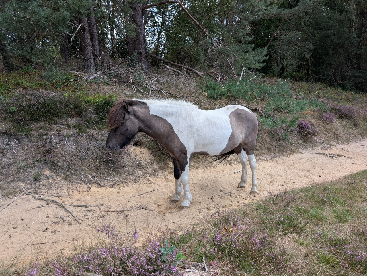 Трое в Амстердаме, не считая собаки. Переезд в Нидерланды.