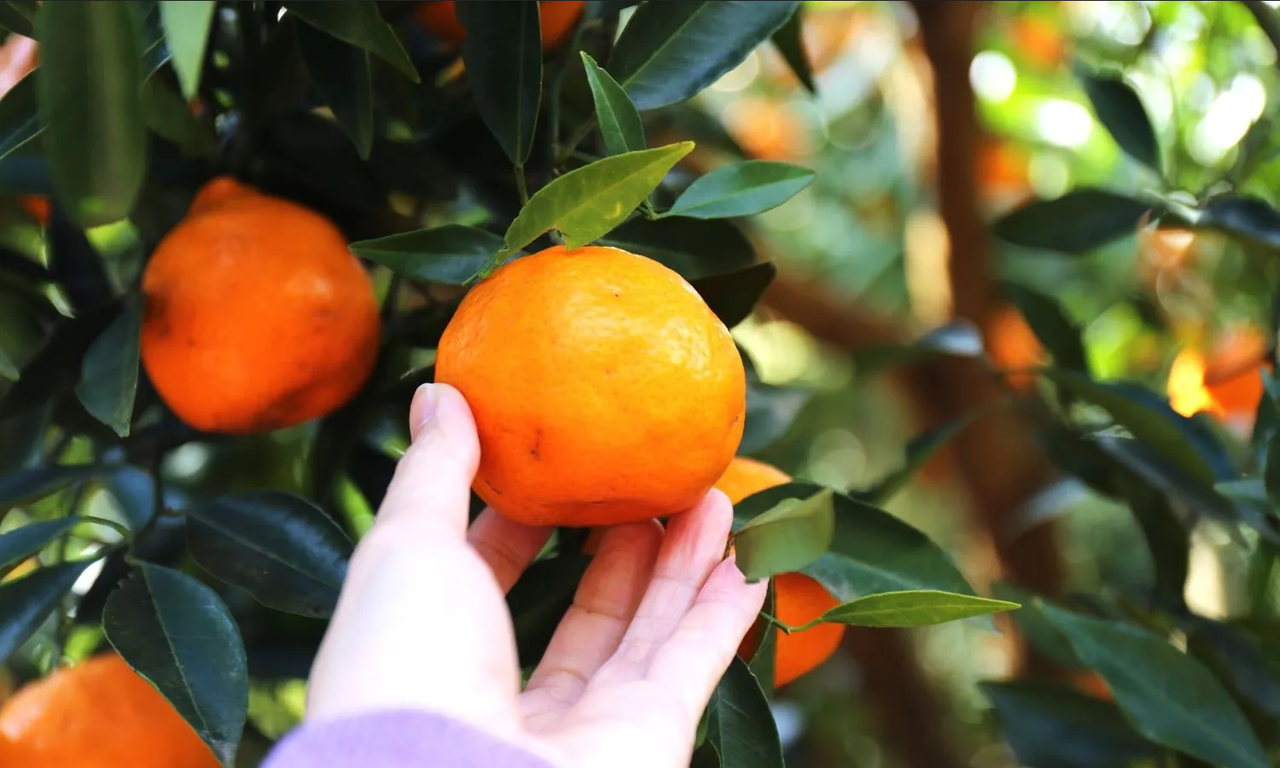 ¿Cómo incorporar hierro a los árboles frutales? Este es el truco fácil y barato