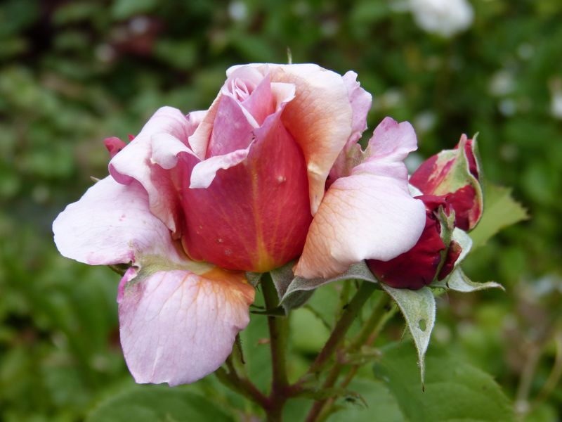 2014-06-15 Rose 'Tom Brown'