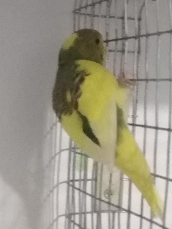 صورة
