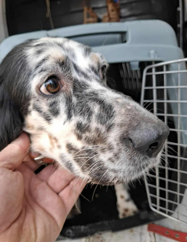 ΒΡΕΘΗΚΕ ΣΚΥΛΟΣ - ΚΟΙΝΟΠΟΙΗΣΤΕ ΓΙΑ ΝΑ ΒΡΕΘΕΙ Ο ΙΔΙΟΚΤΗΤΗΣ