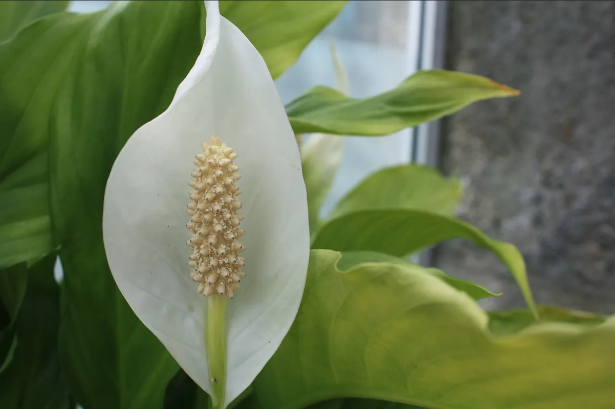 ¿Cuáles son las plantas de la suerte para regalar? Esto dice el Feng Shui