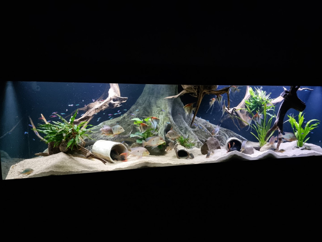 20221106_202212 (Groot)