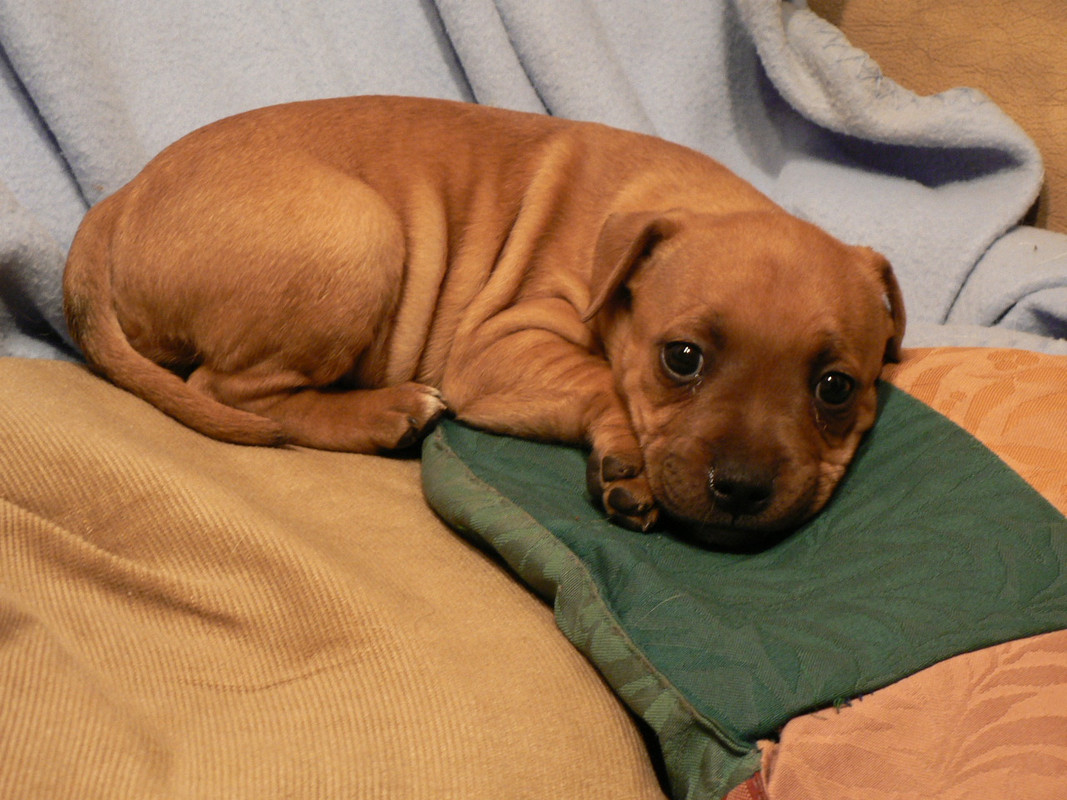 Tammy Staffie, 6 weeks (2007)