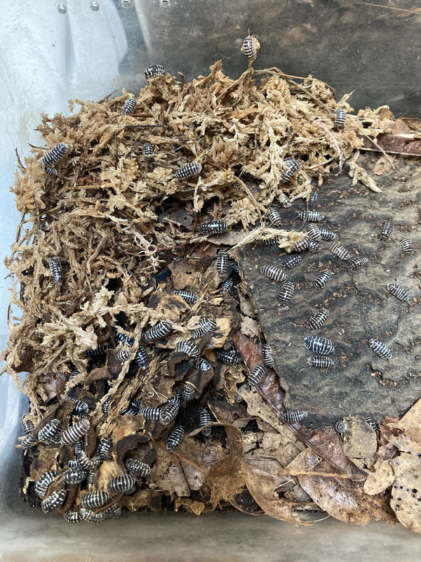 B05B14CE-8F2B-45BB-8F41-1B97F75EBF4E