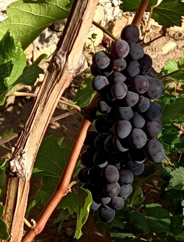 Медина_20240820_165215