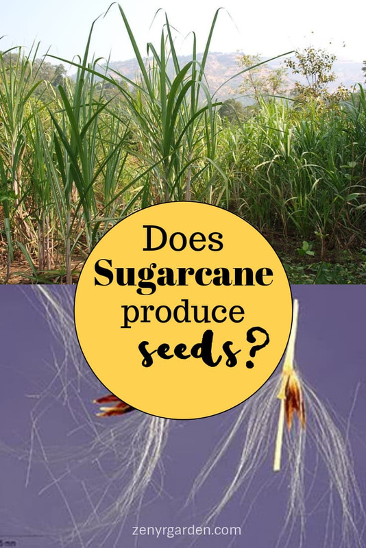 does-sugarcane-produce-seeds-pin.jpg