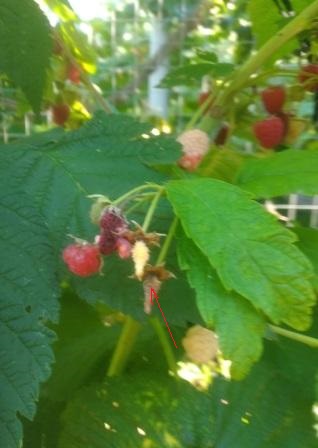 Малина усыхание плодоножки (сжат)