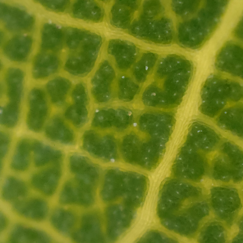 IMG20210410174307 (1)