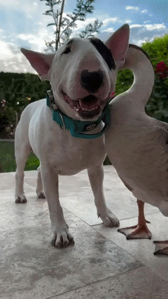 ezgif-4b012b856424bbd1.gif