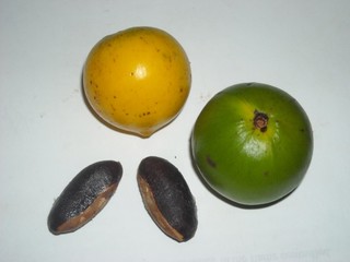 lucuma temare