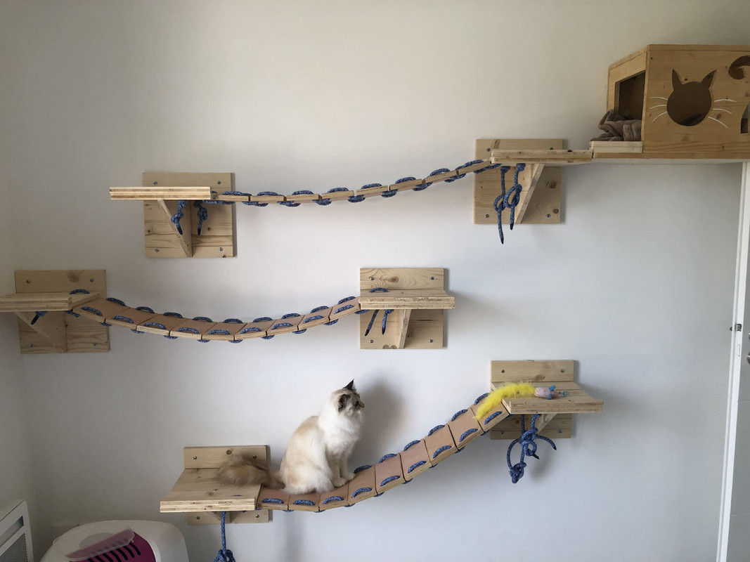 https://i.postimg.cc/SNXM0Vwf/chats-3.jpg