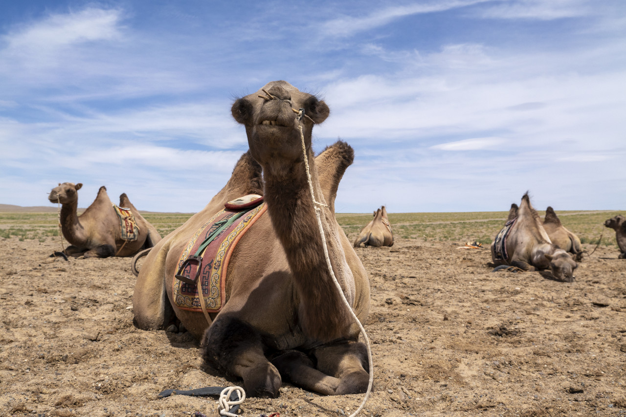 Día 7: Gobi III - De Moscú a Pekín: Mongolia (4)