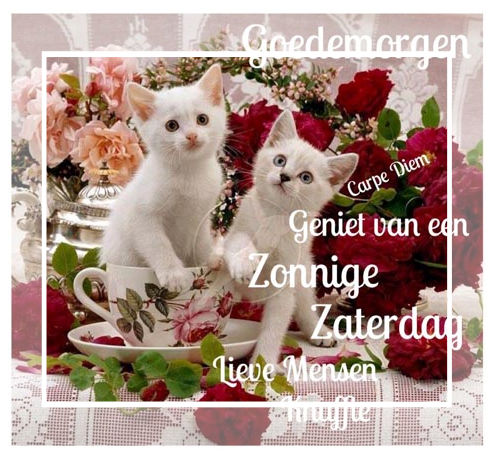 An den Beitrag angehängtes Bild: https://i.postimg.cc/SNXpmkkp/11892023-1608269252772845-792300472541961057-n.jpg