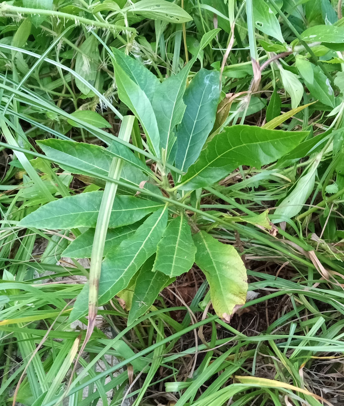 IMG_20240916_190203458~2