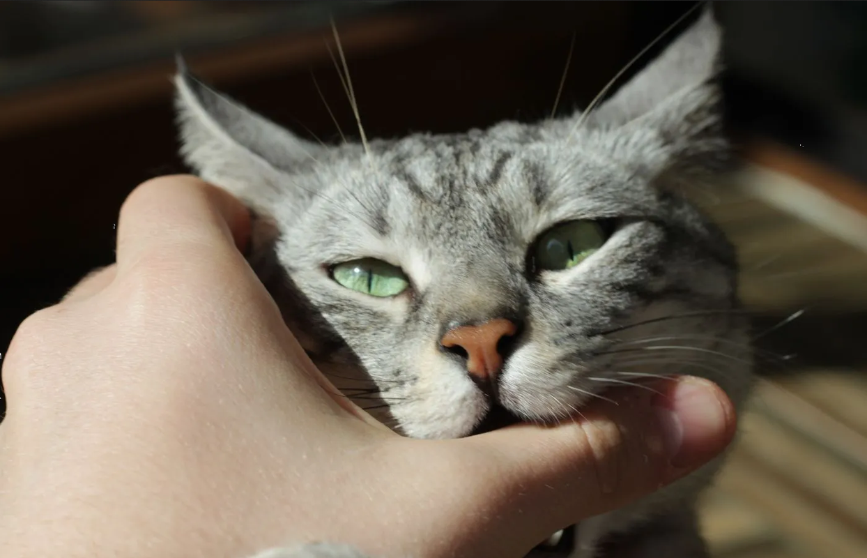 ¿Qué pasa si me muerde un gato? Es más peligroso de lo que imaginas