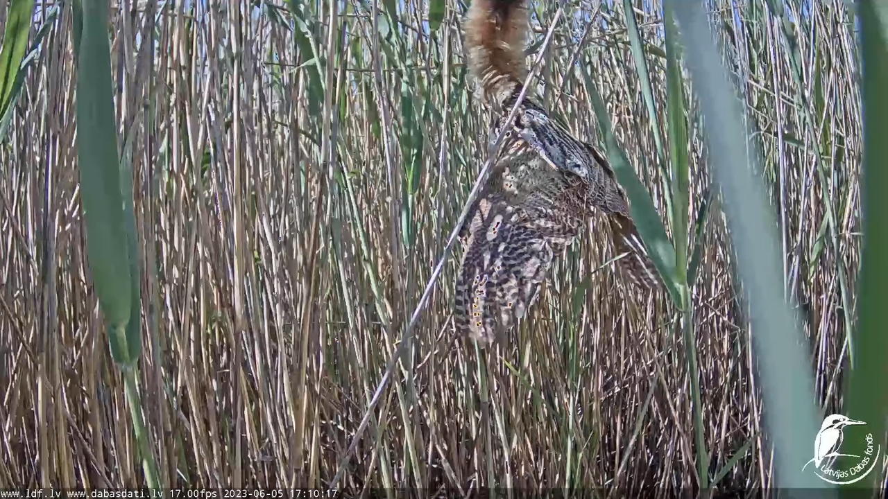 Lielais dumpis (Botaurus stellaris) Engurē - LDF tiešraide 13-36-50 screenshot