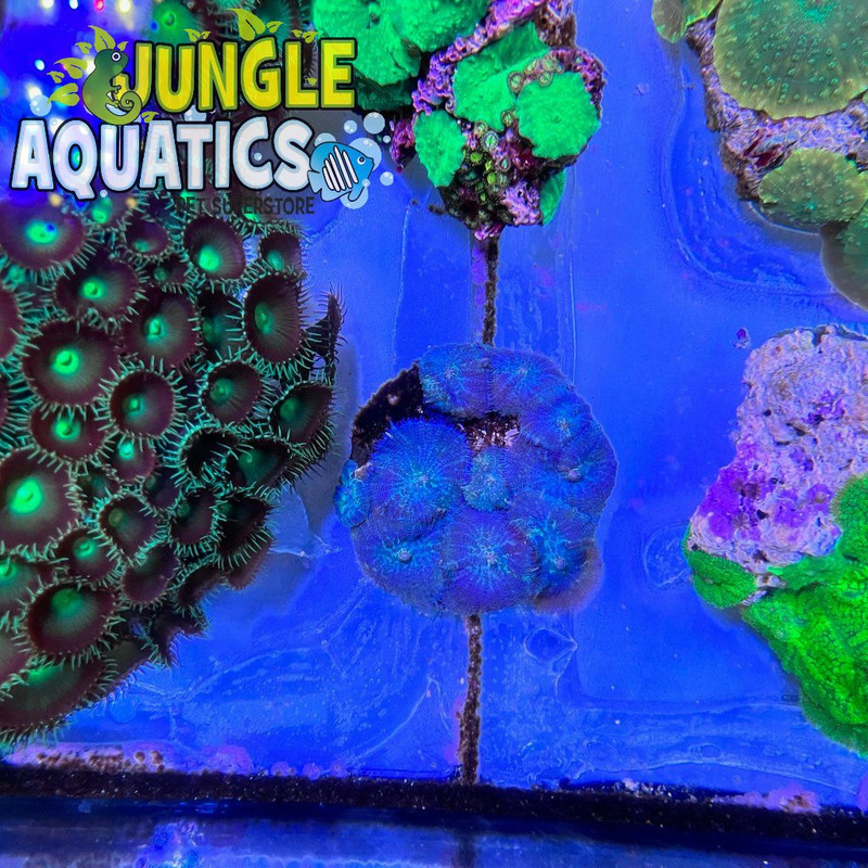 Coral Image