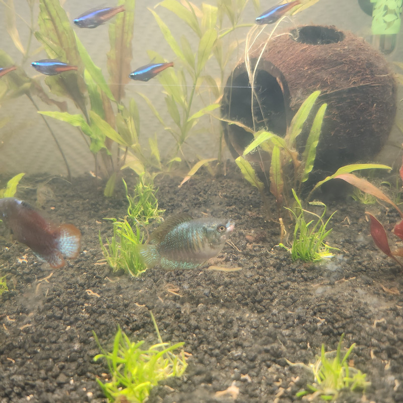 17538231272612132181515823687744