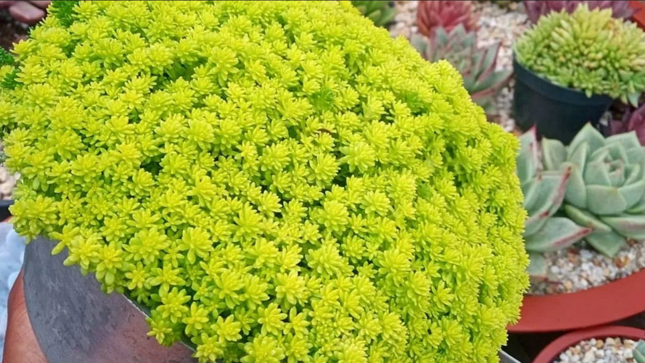 ¿Cómo cuidar la planta sedum oro? Aplica estos consejos de jardinería