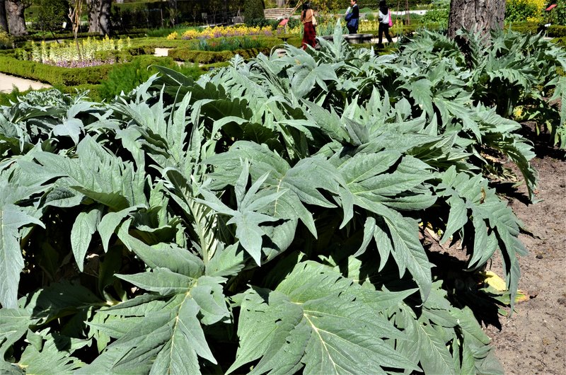 JARDIN BOTANICO-13-4-2013-MADRID - Paseando por España-1991/2017 (47)