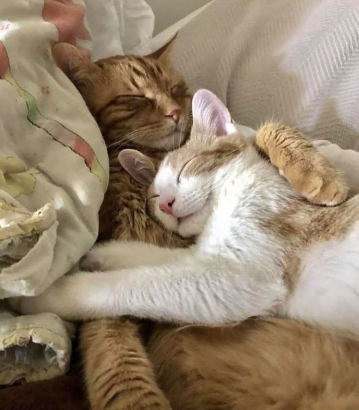 Cat 5