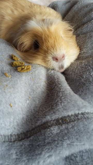 Sophie-resting.jpg