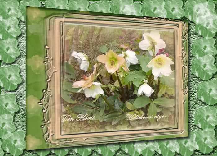 HELLEBORUS-NIGER