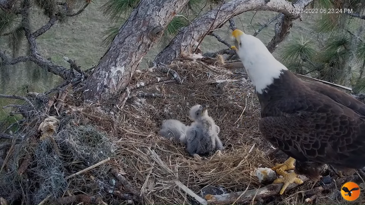 EC 4K Overhead Cam 2-0-32 screenshot