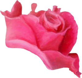 Rose18