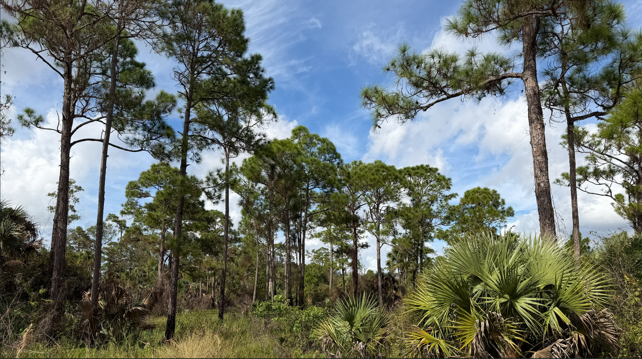 [Image: South-Of-Lake-Okee-Chobee15.png]