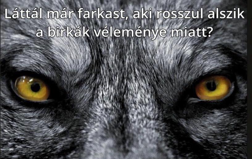 farkas6.jpg