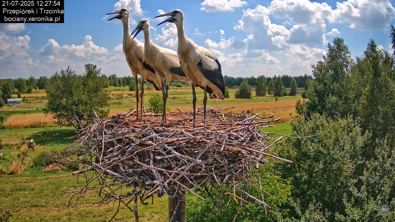 21072025bociany41