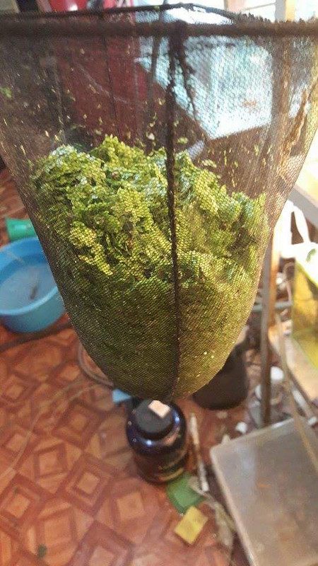 received_634175140097932