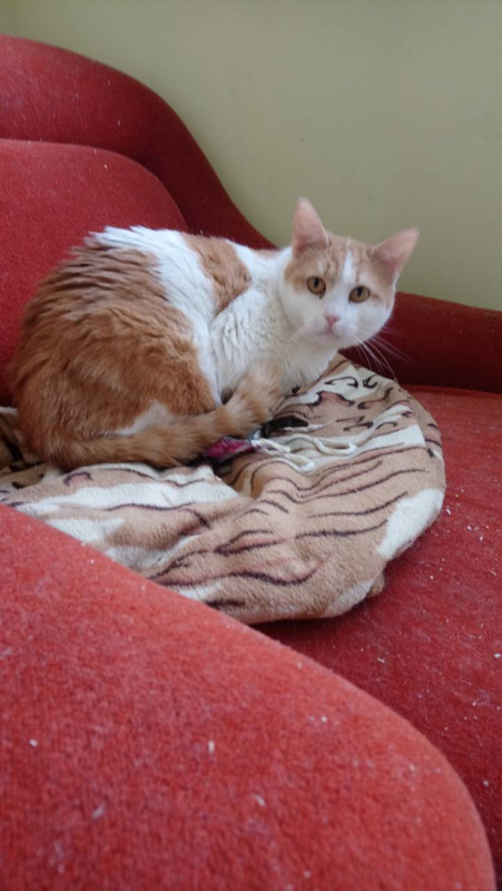 Апельсинка1