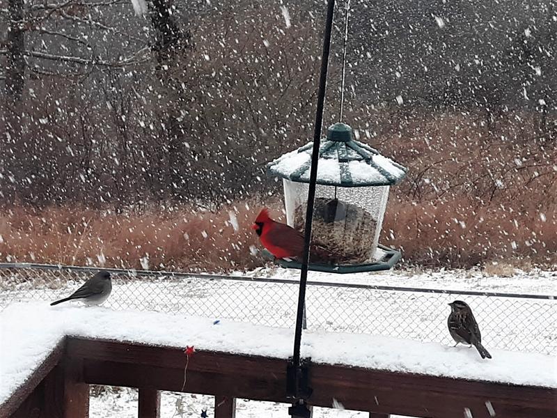 Cardinal-1.jpg