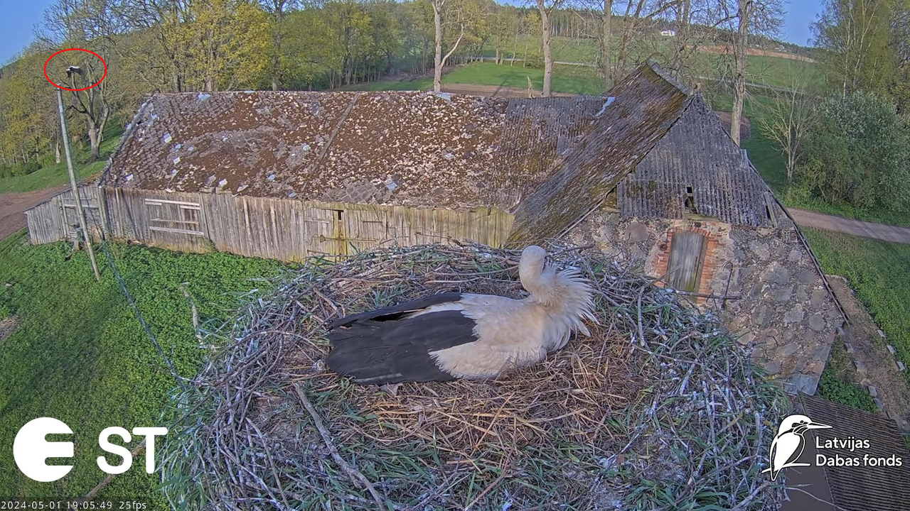 Baltie stārķi (Ciconia ciconia) Tukuma novadā - LDF tiešraide __ White storks in Tukums, Latvia 13-1