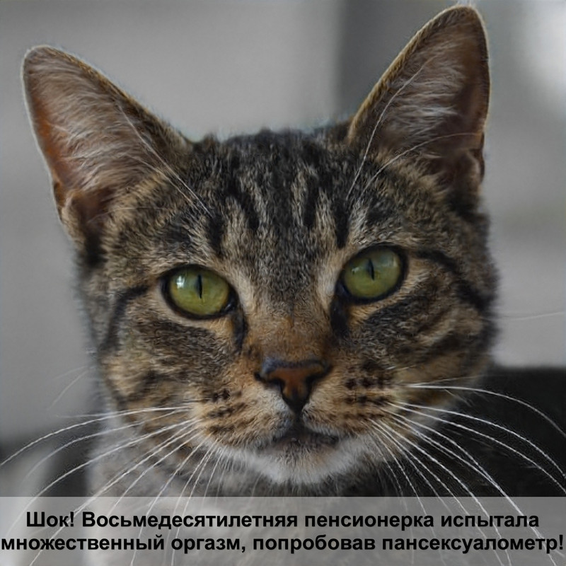 кошки без ушей