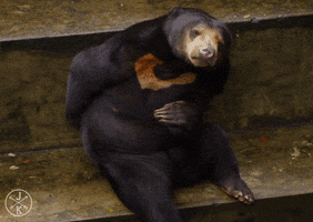 [Image: 37375-C33-1-B78-42-E8-8-FEB-55-F613-AE98-F4.gif]