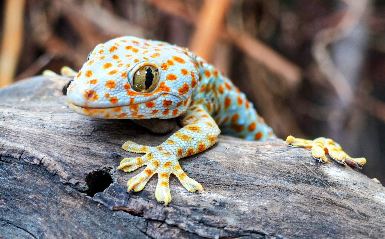 Gecko-feet-scaled.jpg