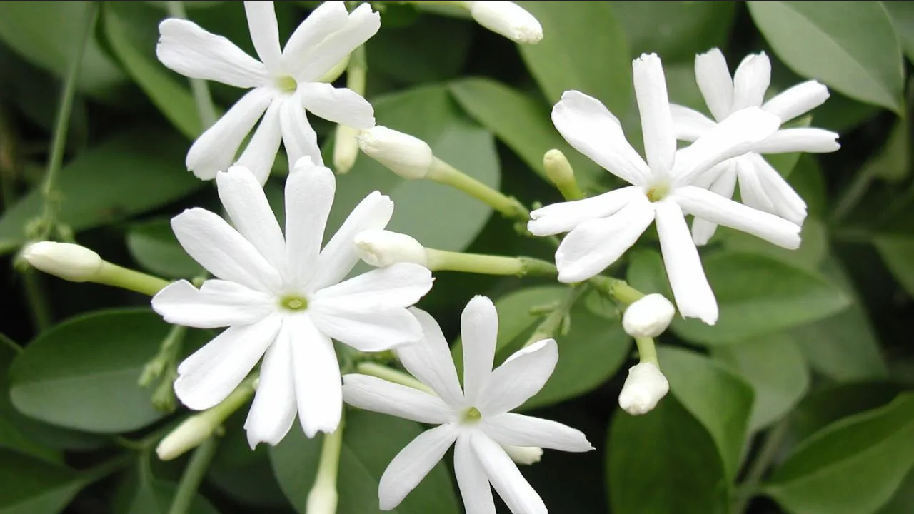 Prepara este abono casero para la floración de tu Jazmín de los Azores