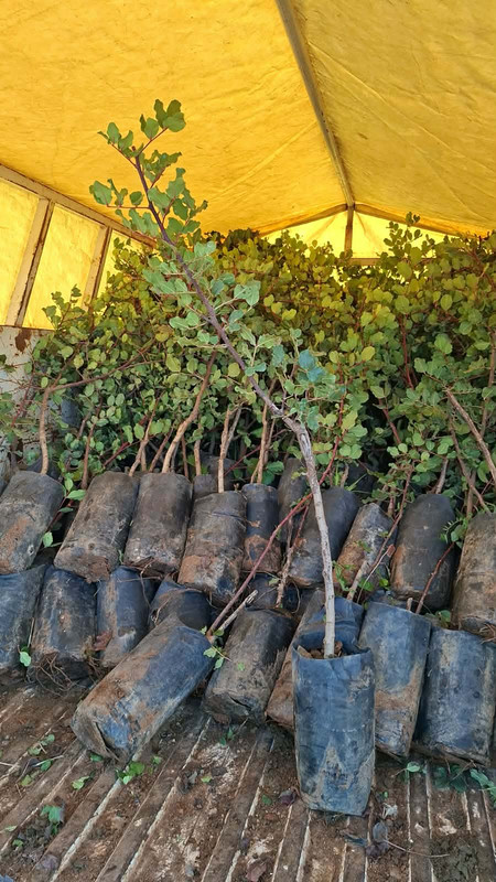 615045824-2066456594195132-2419058242049531481-n