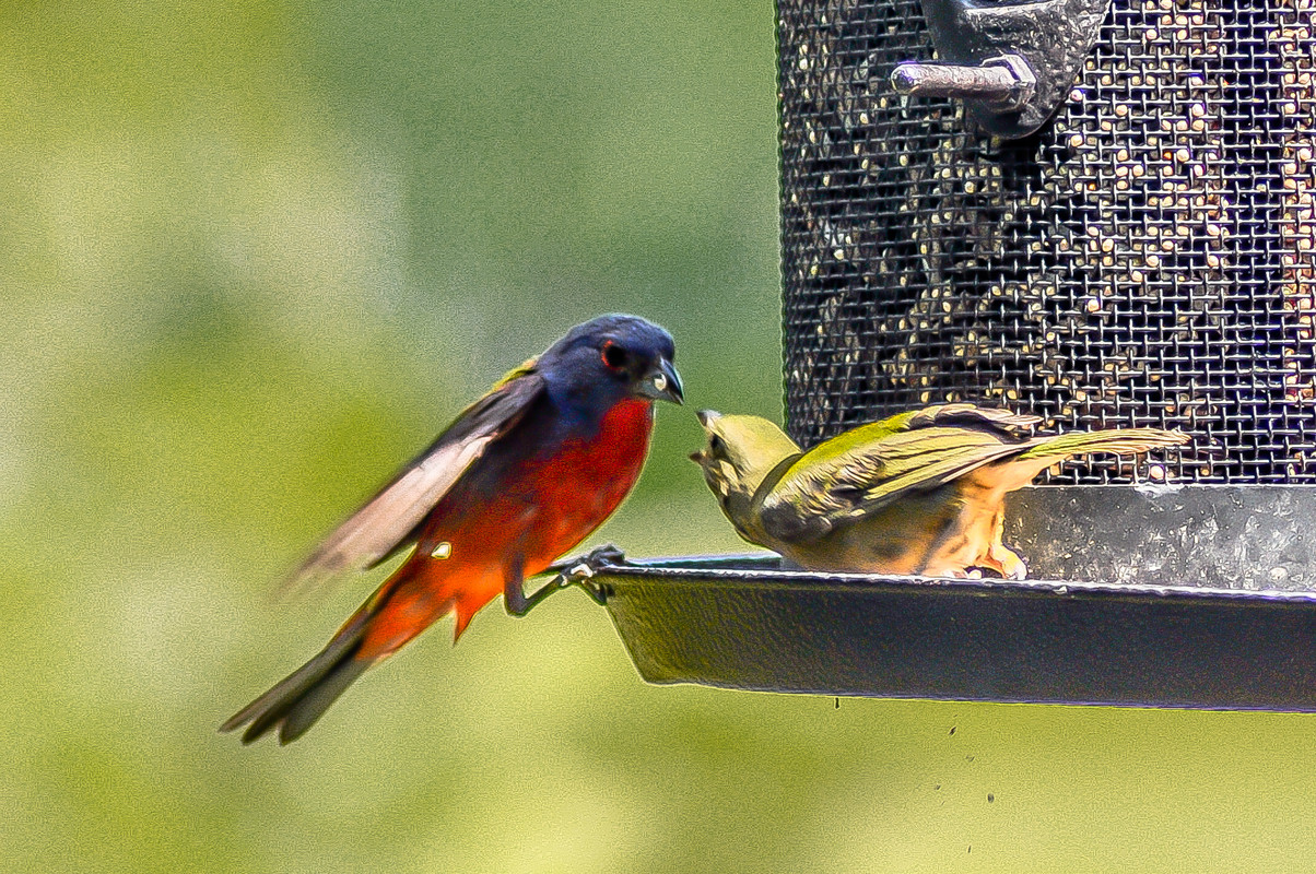 painted bunting