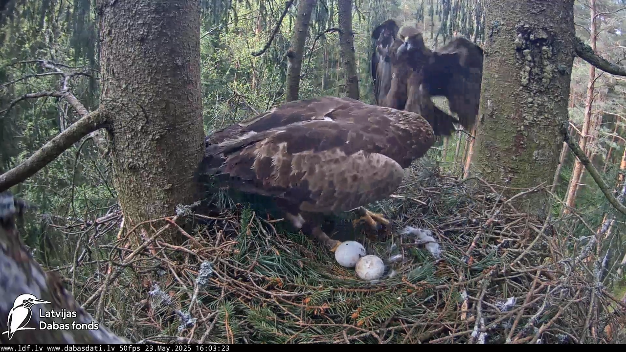 Mazais ērglis (Clanga pomarina), ligzda eglē __ Lesser spotted eagle in spruce, Zemgale, Latvia 13-1