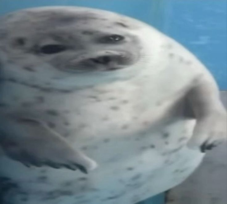 seal